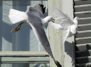 s-SEAGULL-ATTACKS-DOVE-large640.jpg